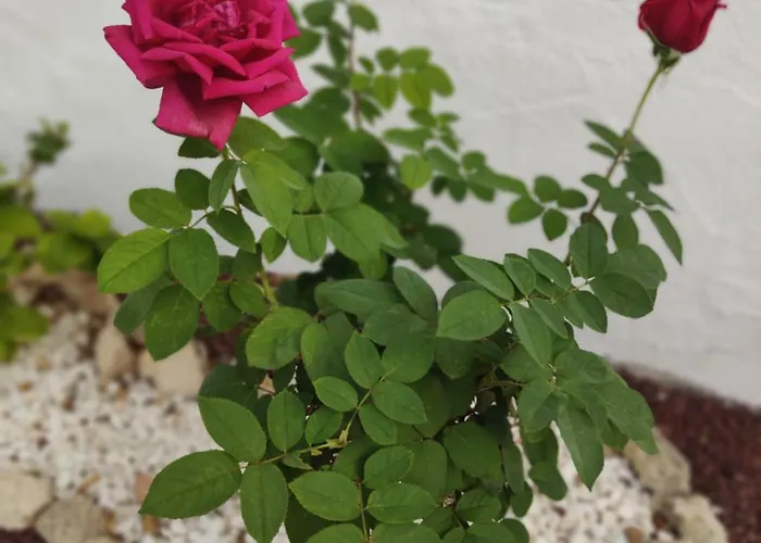 Port Royale דירה *